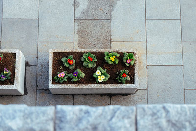 High angle view of potted plants