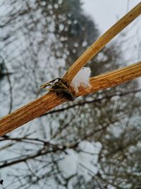 Close-up of snow on tree trunk during winter