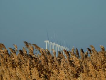 Low angle view of plants on field against clear sky