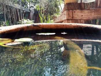 Close-up of turtle swimming in water