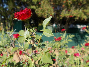 Close-up of red flowers