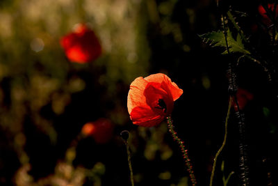 Close-up of poppy blooming outdoors