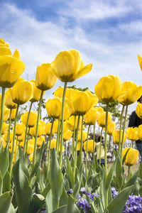 Close-up of yellow flowering plants on field against sky