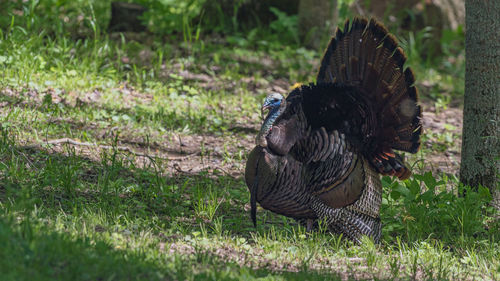 Full frame view of wild turkey strutting and displaying his feathers