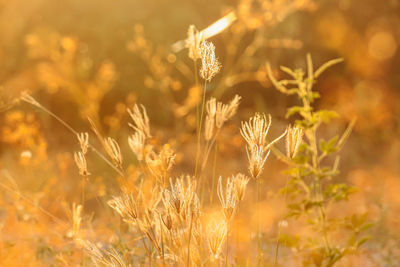 Close-up of flowering plants on field