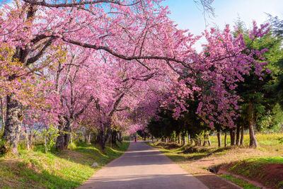 Pink cherry blossoms on road amidst trees