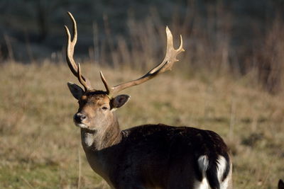 Portrait of deer standing on field