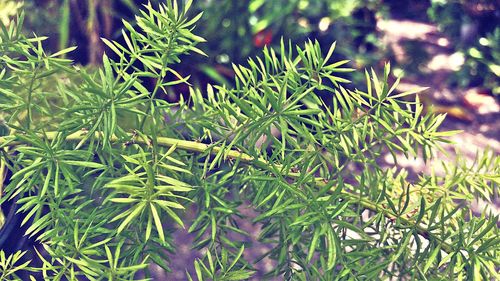 Close-up of fresh green plants