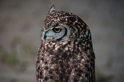 Close-up of owl looking away