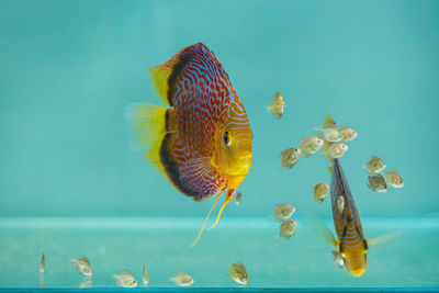 Close-up of fish swimming in sea