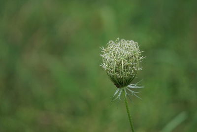 Close-up of thistle on field