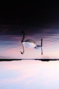 Swan on lake against sky during sunset