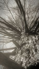 Low angle view of bare tree in forest