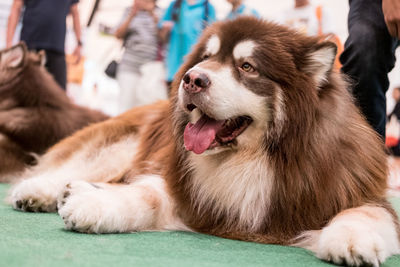 Close-up of dog sitting on man