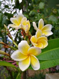 Close-up of wet yellow flowers blooming outdoors