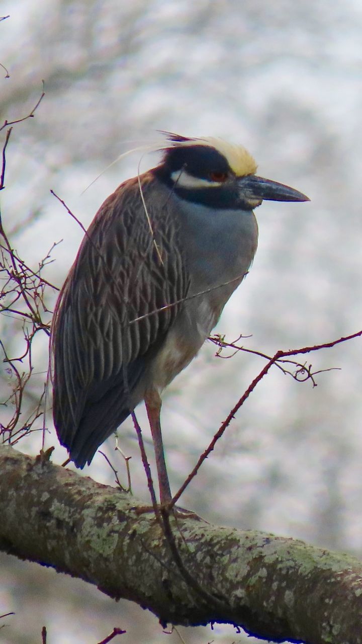 BIRD PERCHING ON BRANCH