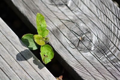 High angle view of leaves on wooden table