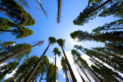 Low angle view of trees against blue sky