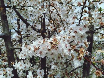 Low angle view of apple blossoms in spring