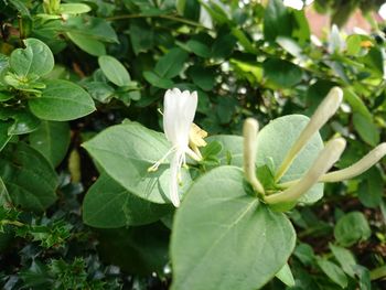 Close-up of flower blooming outdoors