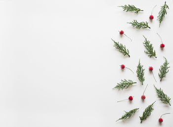 High angle view of plant against white background