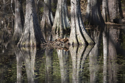 Four nutria resting on a bed of sticks between trees in a lake overflow area with one looking up