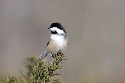 Bird perching on a plant