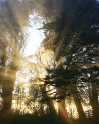 Low angle view of sunlight streaming through trees in forest