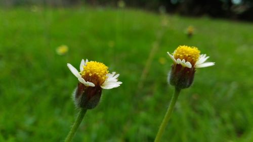 Close-up of yellow flower blooming in field