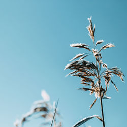 Low angle view of plant against clear blue sky