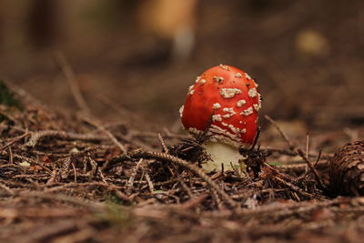 Close-up of fly agaric mushroom