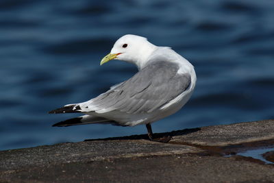 Close-up of seagull perching on a sea