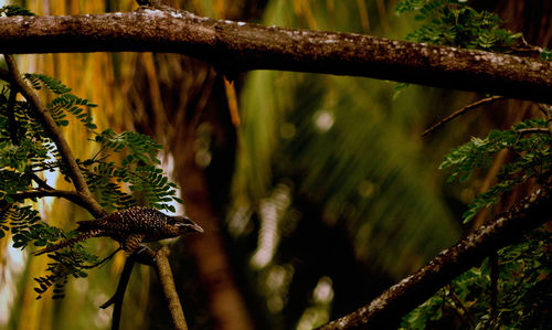 Close-up of bird perching on branch