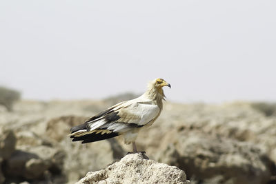 Close-up of bird perching on rock