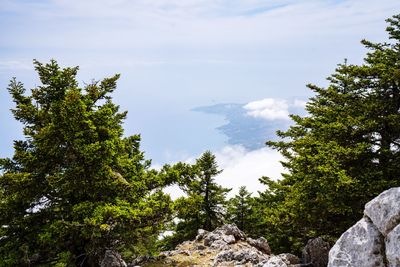 Scenic view of trees against sky