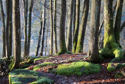 Trees in forest