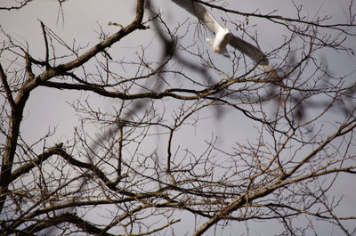 Low angle view of bare tree against sky