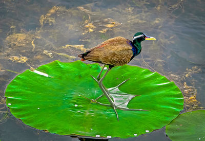 High angle view of bird