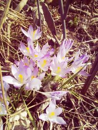 Close-up of crocus flowers