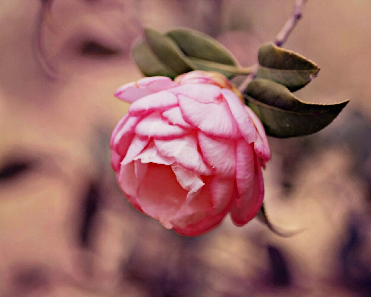 flower, petal, freshness, fragility, flower head, close-up, focus on foreground, rose - flower, pink color, single flower, growth, beauty in nature, blooming, nature, plant, selective focus, rose, in bloom, bud, drop