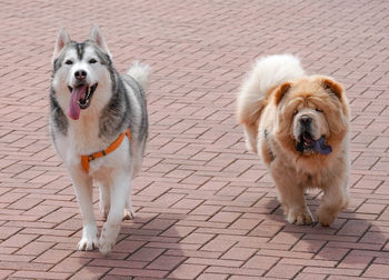 Portrait of dogs standing outdoors