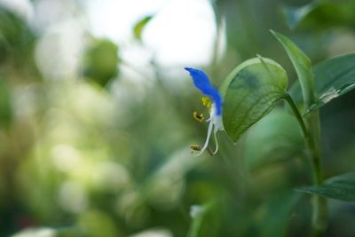 Close-up of insect on plant