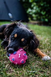 Close-up of dog