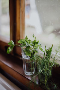 Close-up of herbs in glasses on window sill