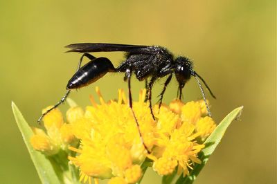 Close-up of black wasp on fresh yellow flower