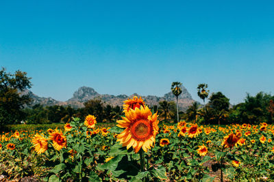 Close-up of orange flowering plants on field against clear sky