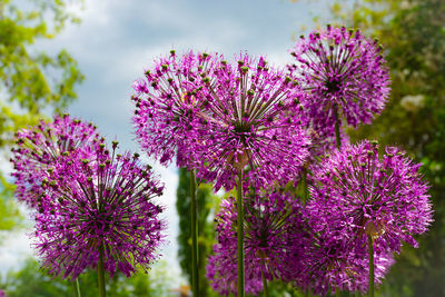 Close-up of pink flowering plants against sky