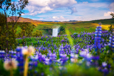 Purple crocus flowers growing on field against sky