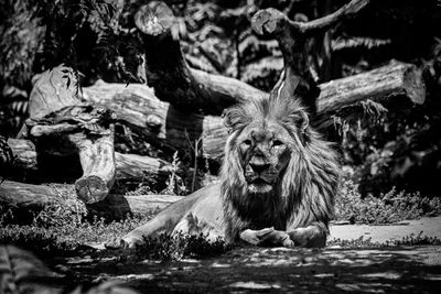 Portrait of lionking black white