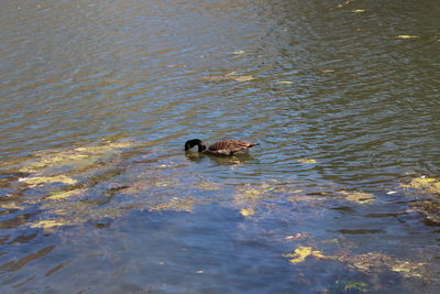 Duck swimming in lake